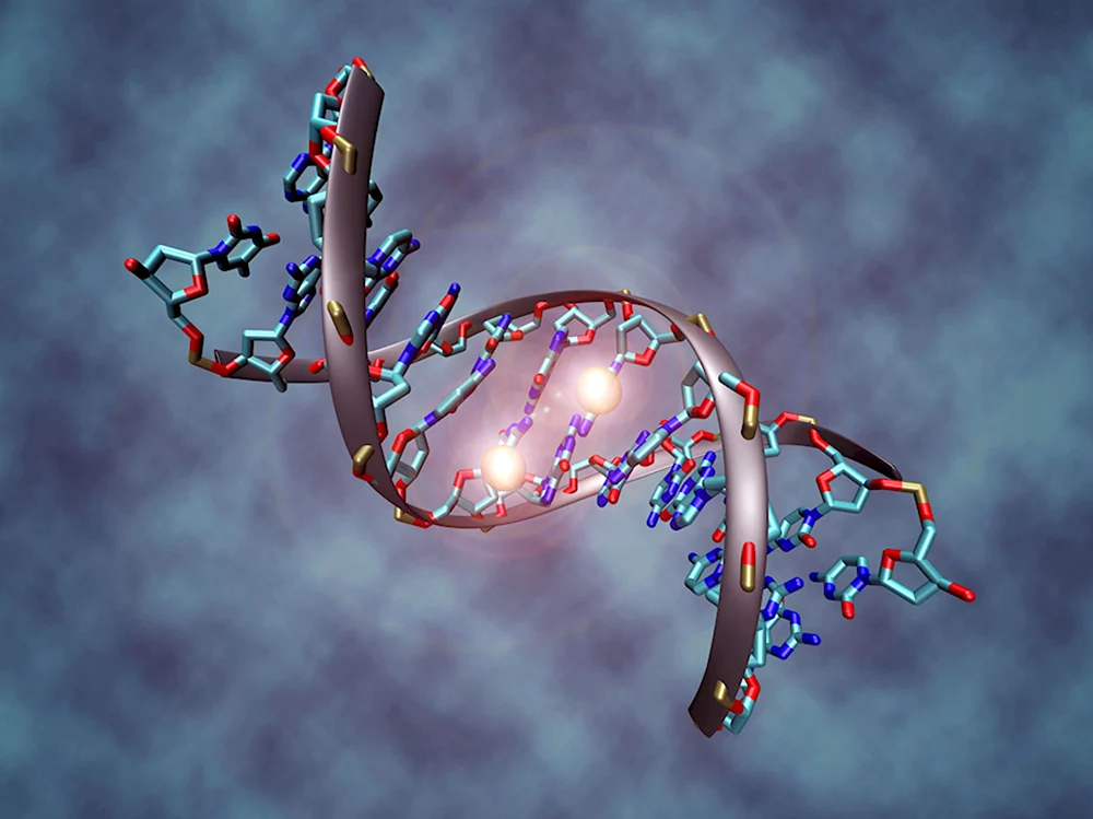 Молекула ДНК человека
