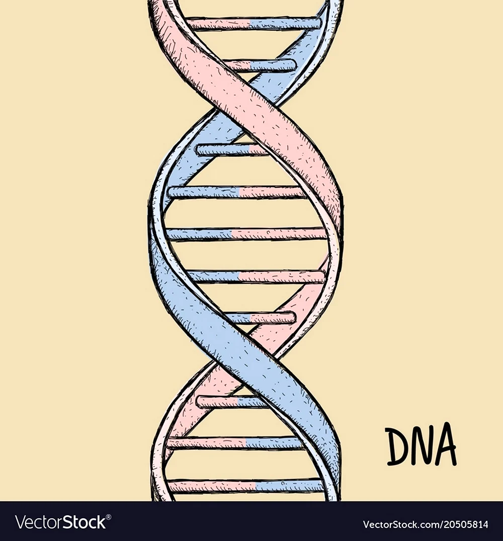 Молекула ДНК спираль