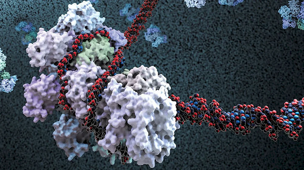 Молекулярные ножницы CRISPR