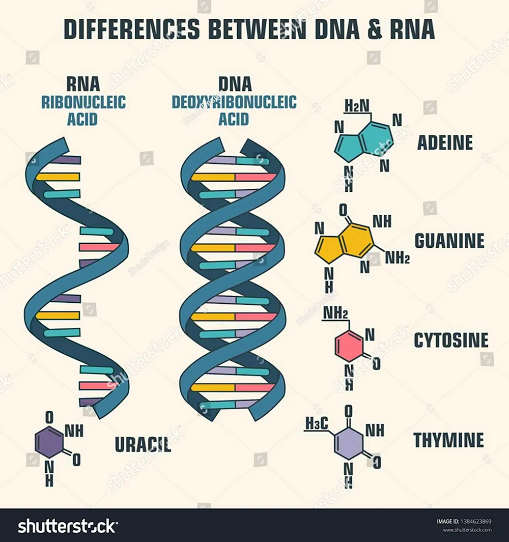 Молекулы ДНК И РНК
