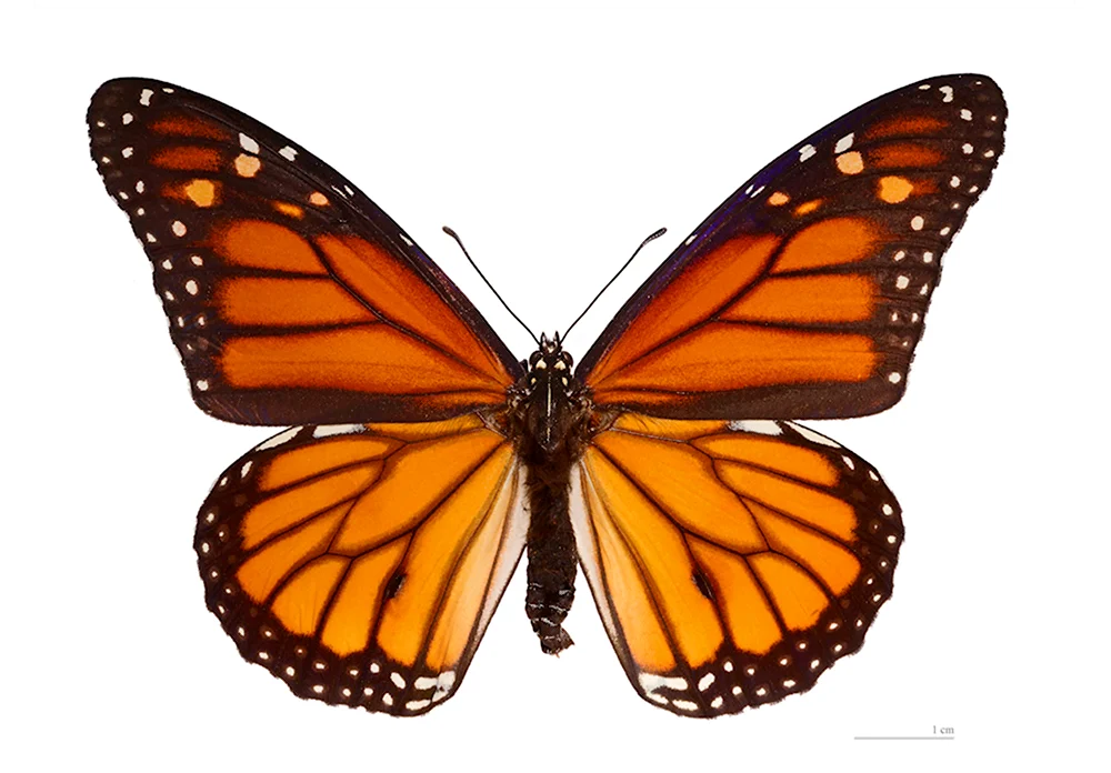 Монарх бабочка симметрия