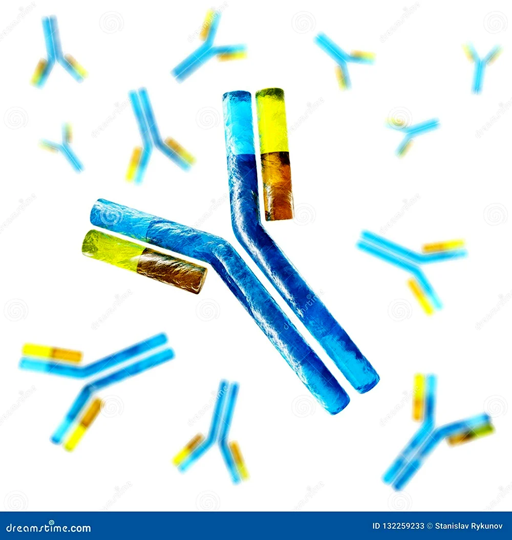 Моноклональные антитела рисунок