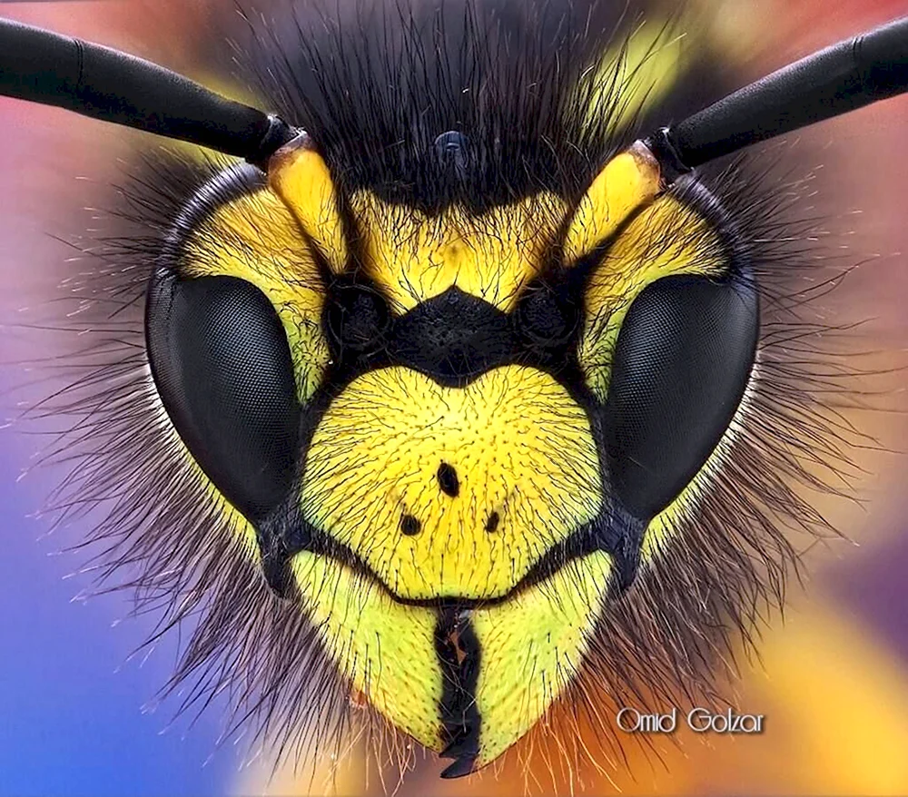 Морда пчелы