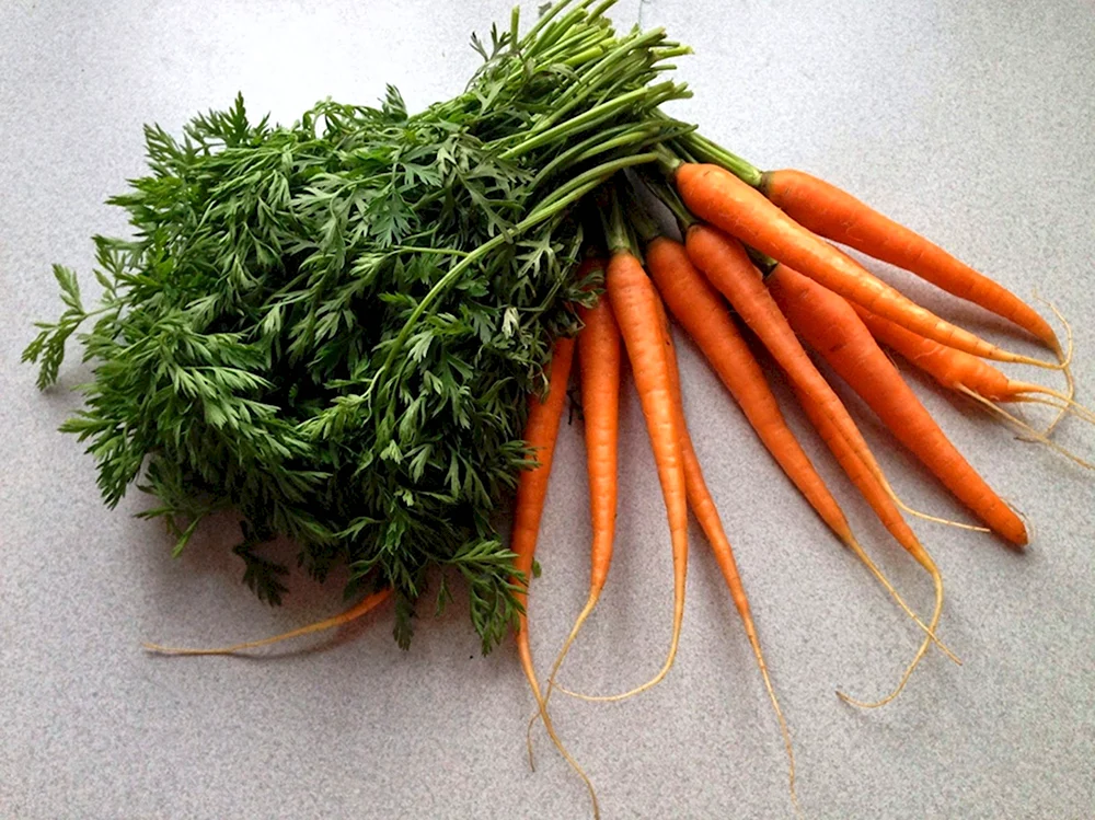 Морковь с ботвой