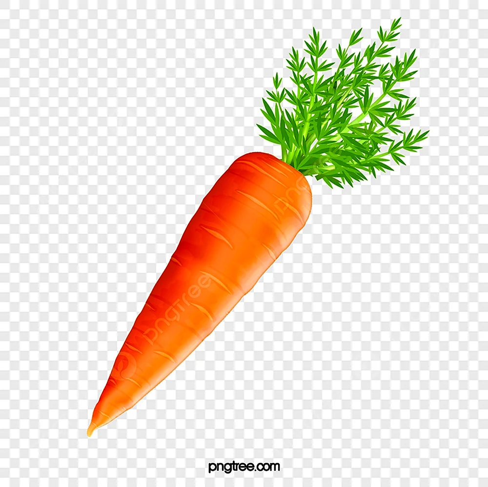 Морковь вектор