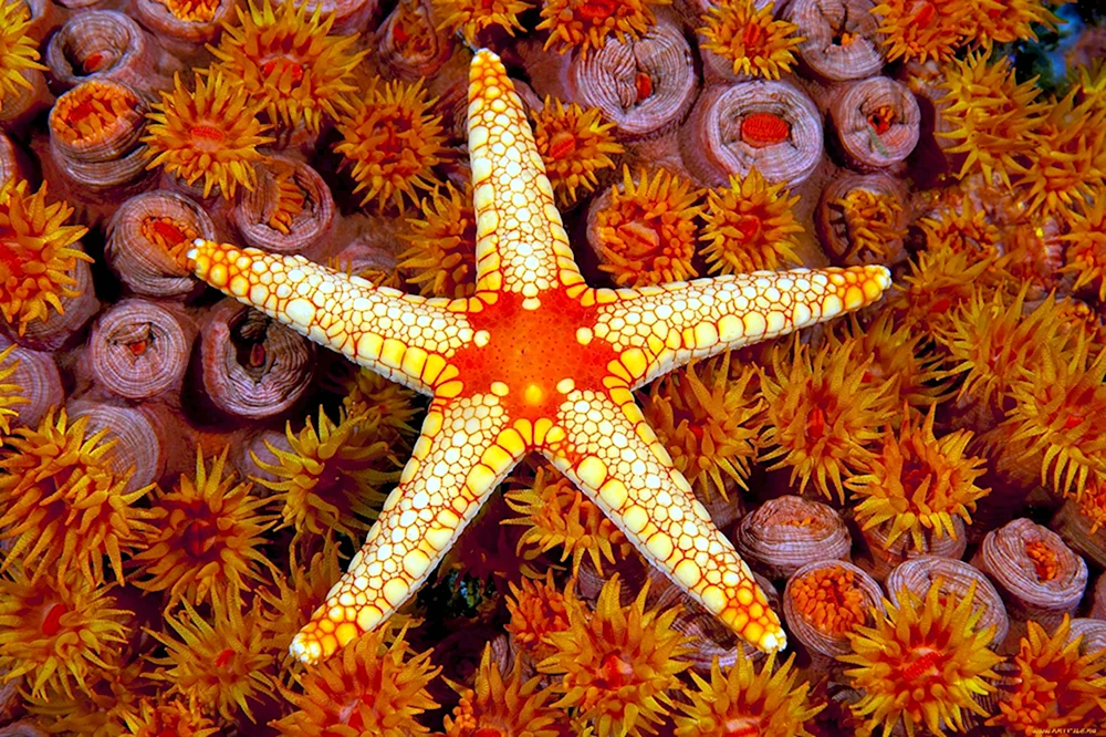 Морская звезда патирия гребешковая