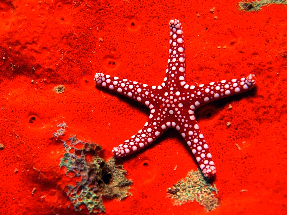 Морская звезда - Starfish