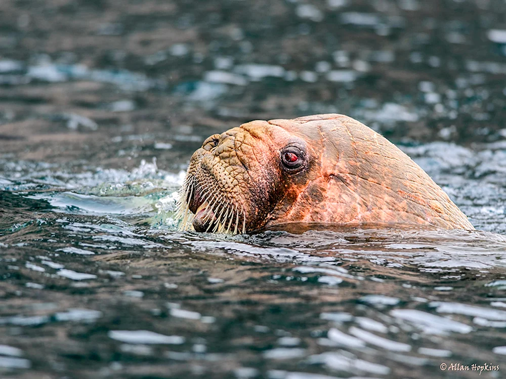 Морж Odobenus rosmarus