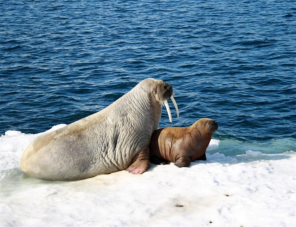 Морж с моржонком