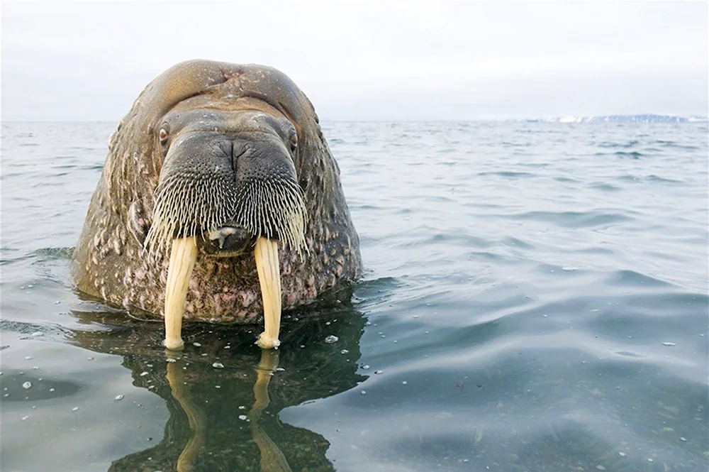 Морж в воде