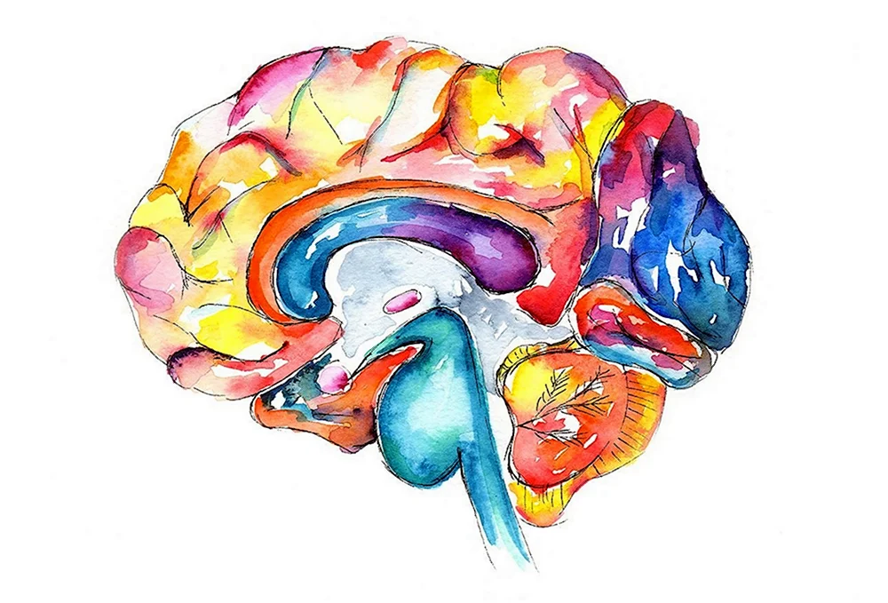 Мозг акварель