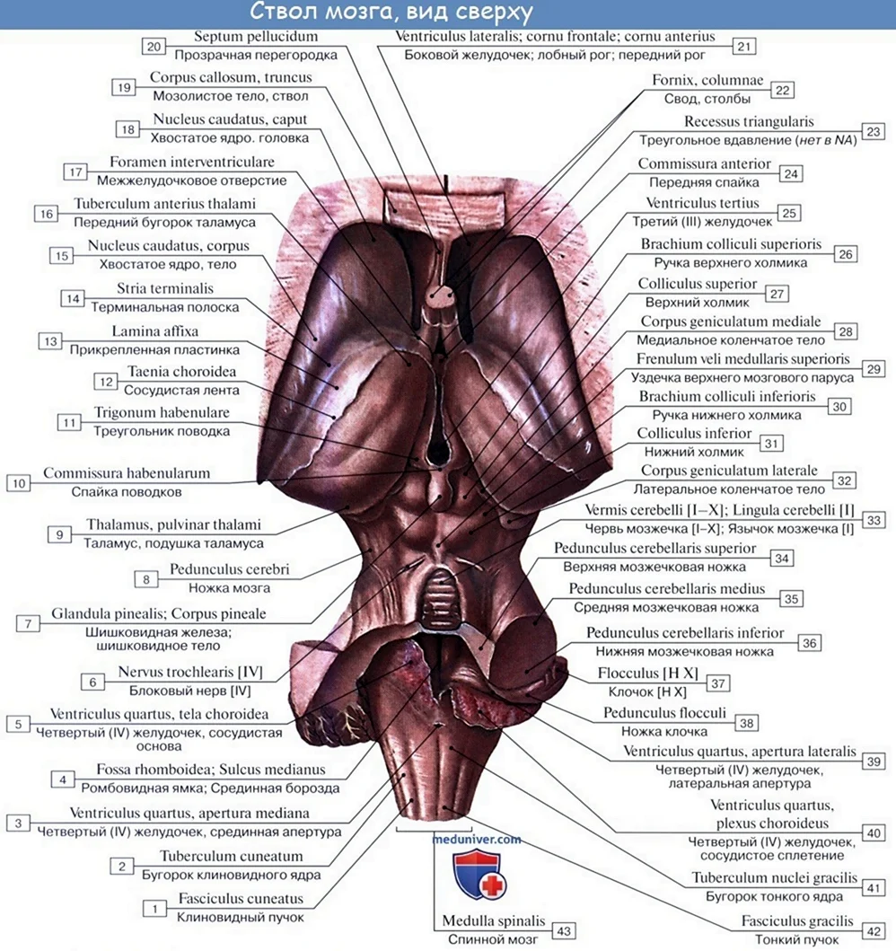 Мозг анатомия медунивер