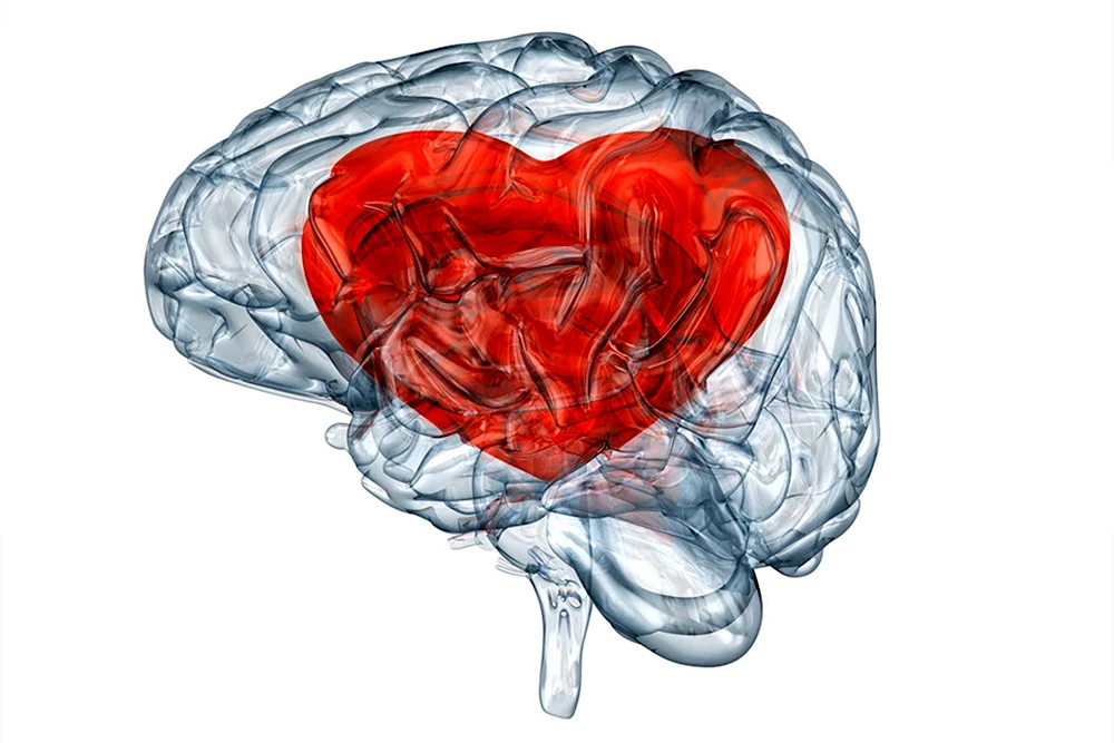 Мозг и сердце дружат