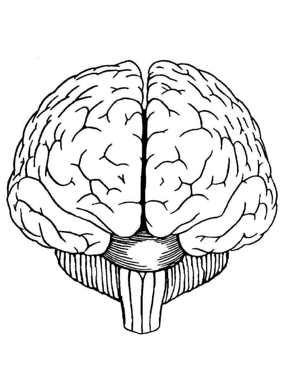 Мозг спереди вектор