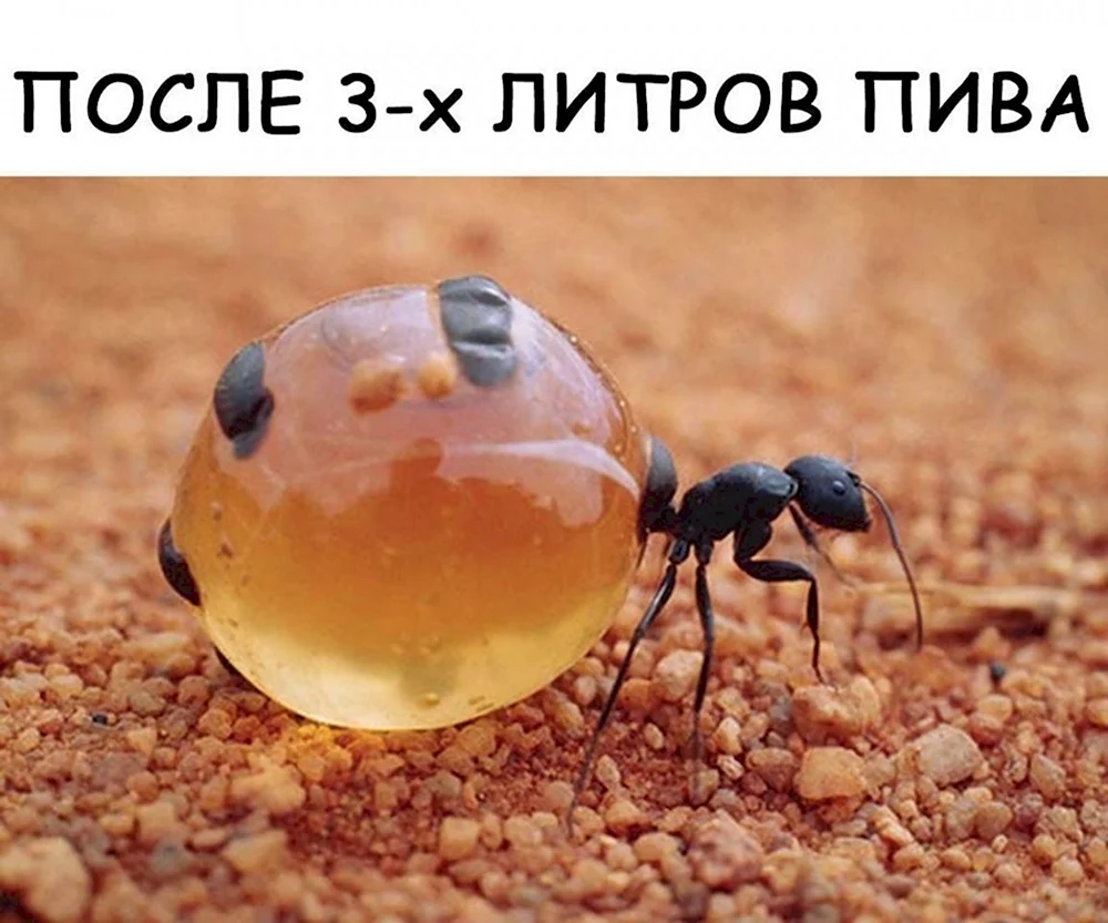 Муравейник прикол