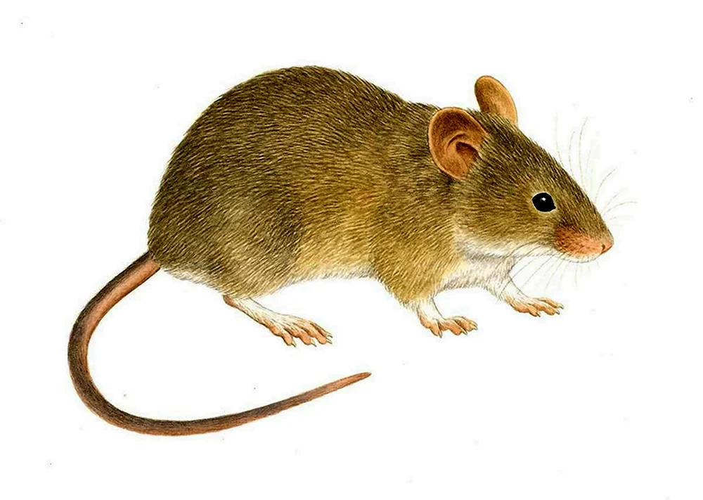 Mus musculus домовая мышь