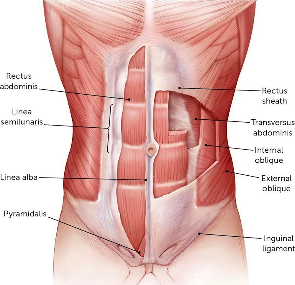 Musculus rectus abdominis анатомия