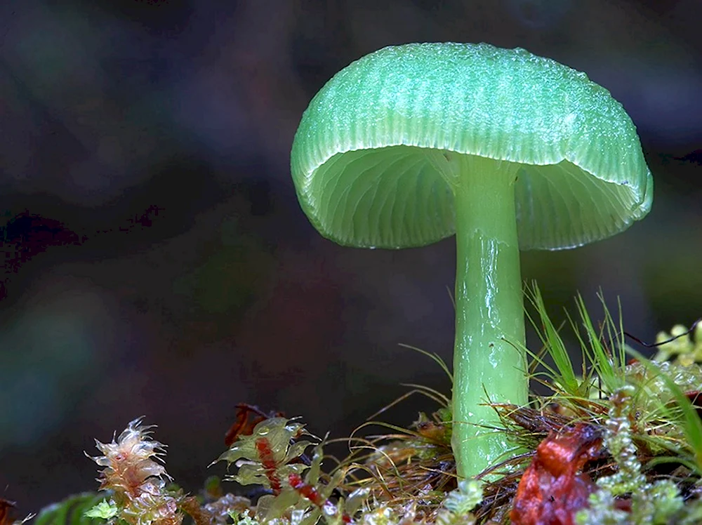 Mycena viscidocruenta