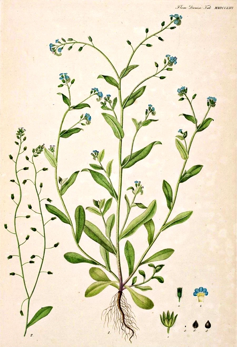 Myosotis arvensis гербарий