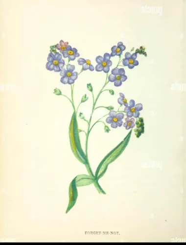 Myosotis micrantha Ботаническая иллюстрация