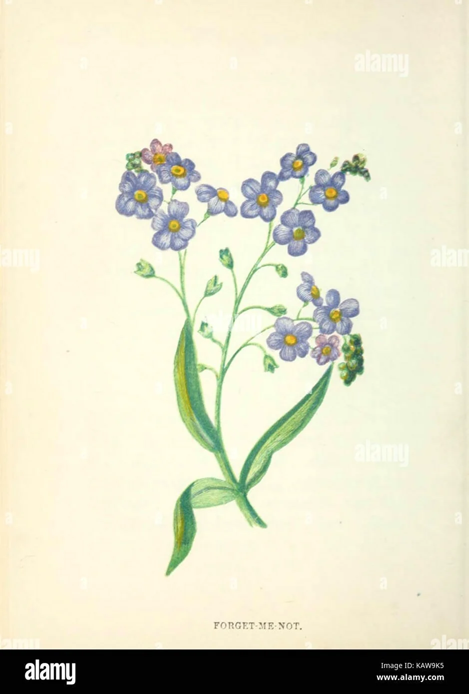 Myosotis micrantha Ботаническая иллюстрация