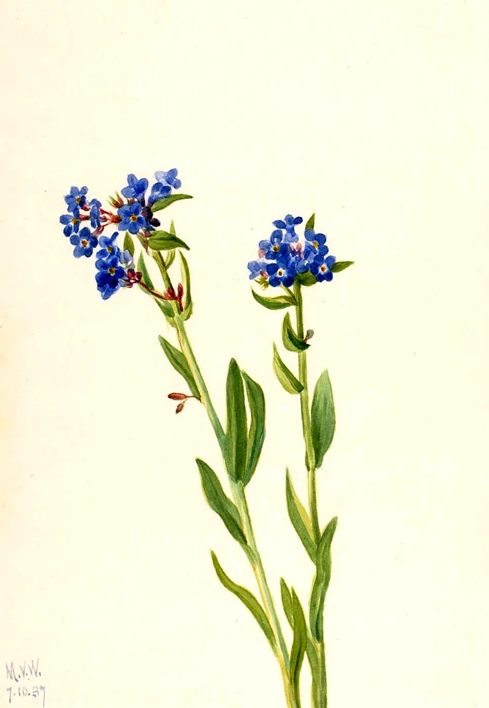 Myosotis micrantha Ботаническая иллюстрация