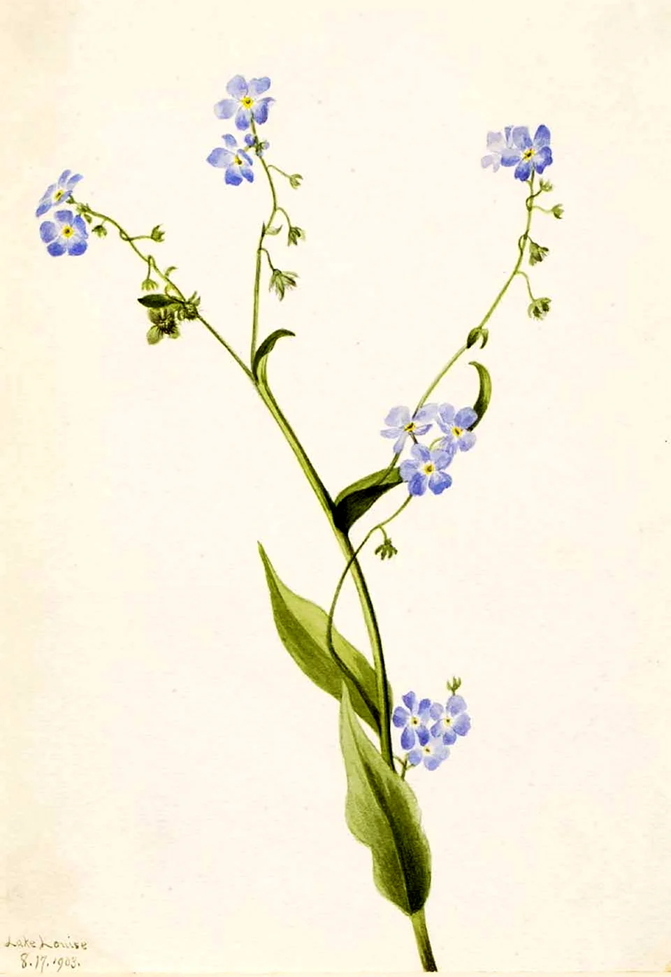 Myosotis micrantha Ботаническая иллюстрация