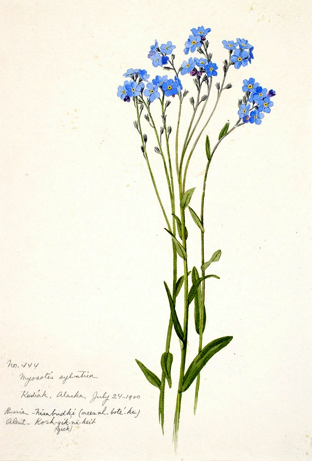 Myosotis sylvatica гербарий