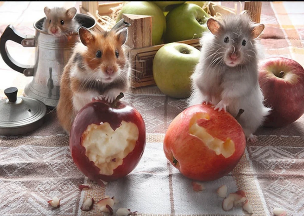 Мышь в яблоке