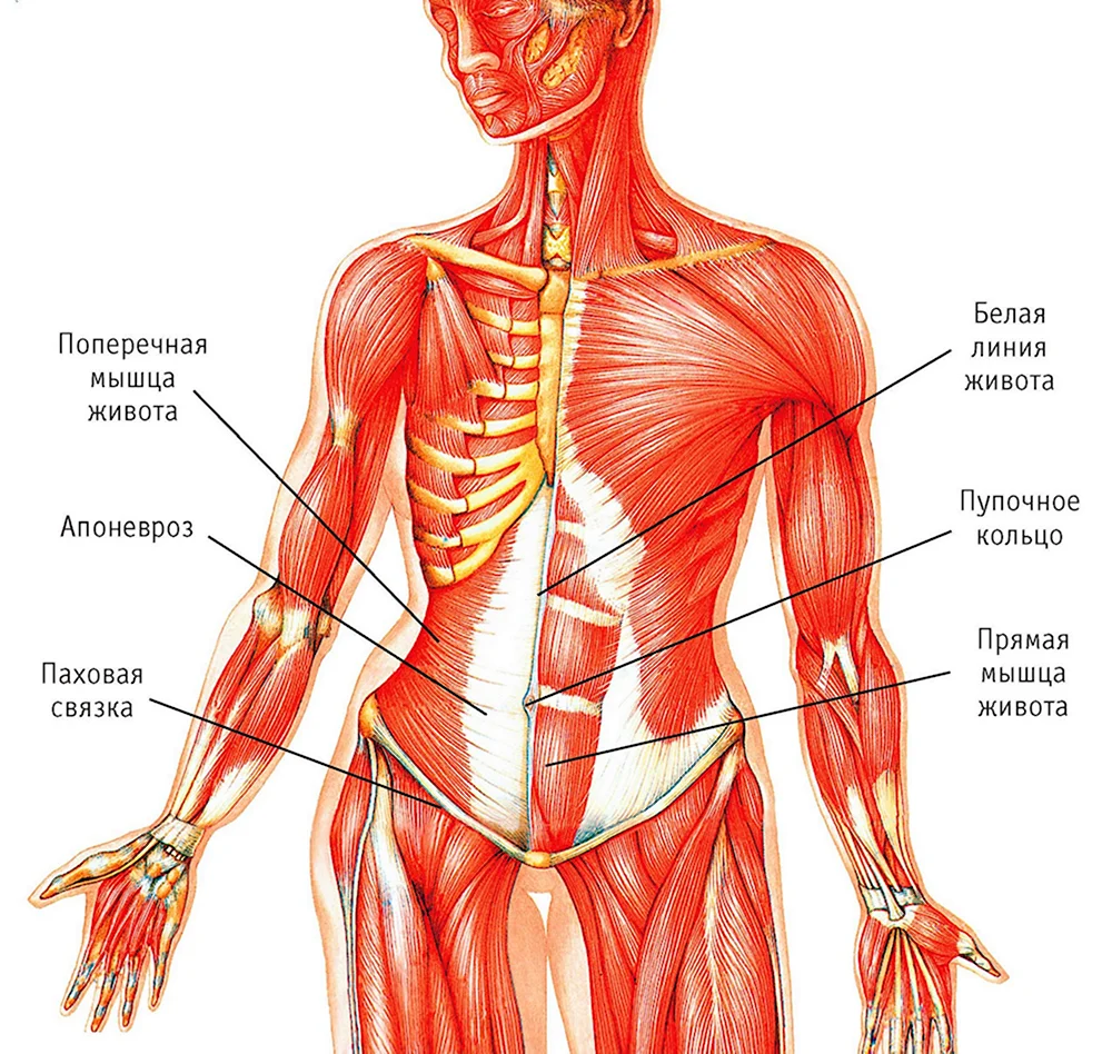 Мышцы брюшного пресса анатомия
