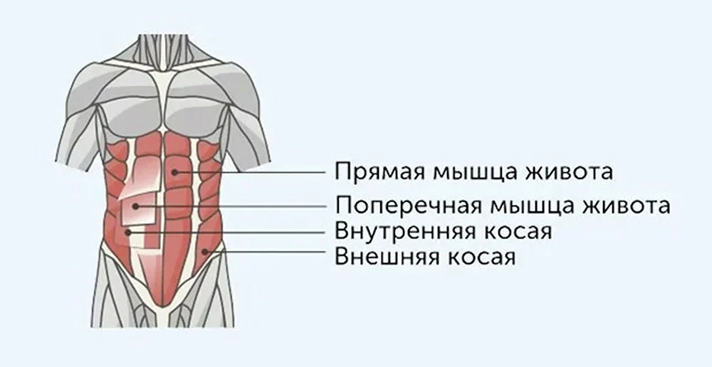 Мышцы брюшного пресса анатомия