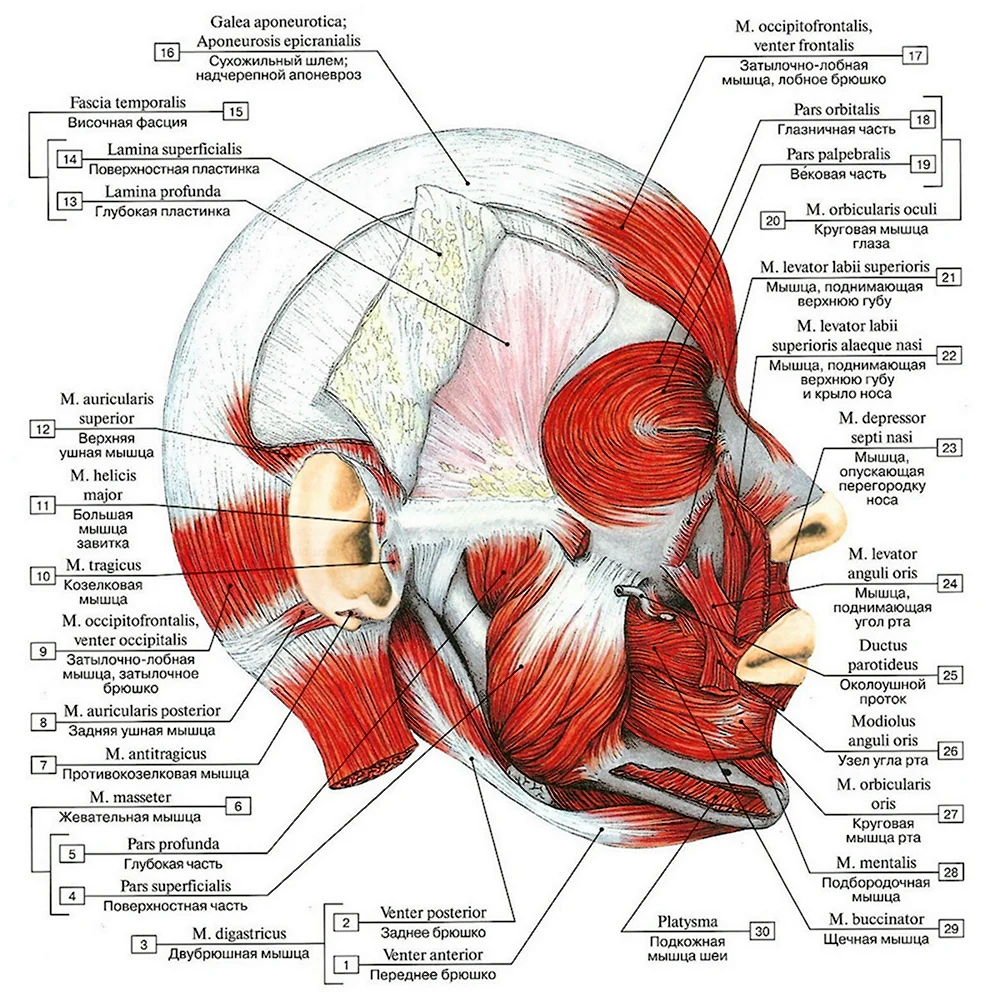 Мышцы и фасции головы анатомия