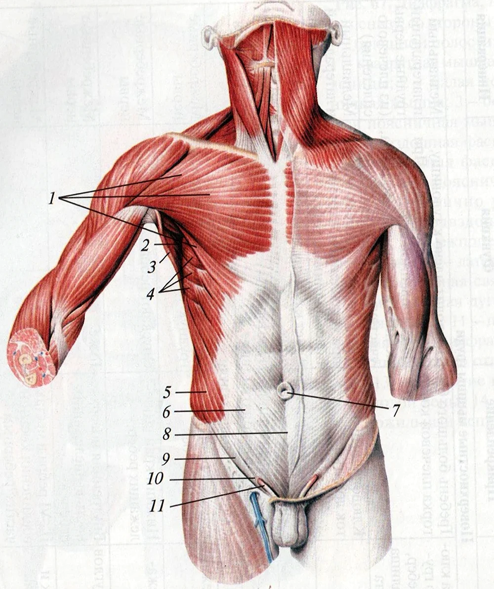 Мышцы и фасции живота анатомия