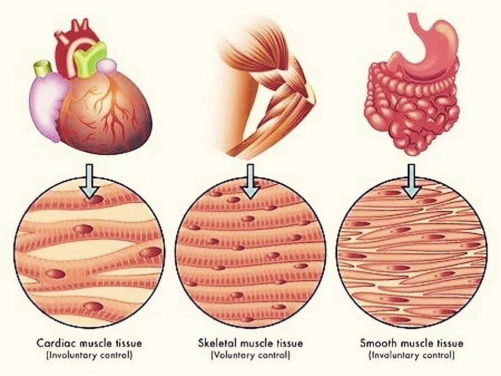Мышцы картинки