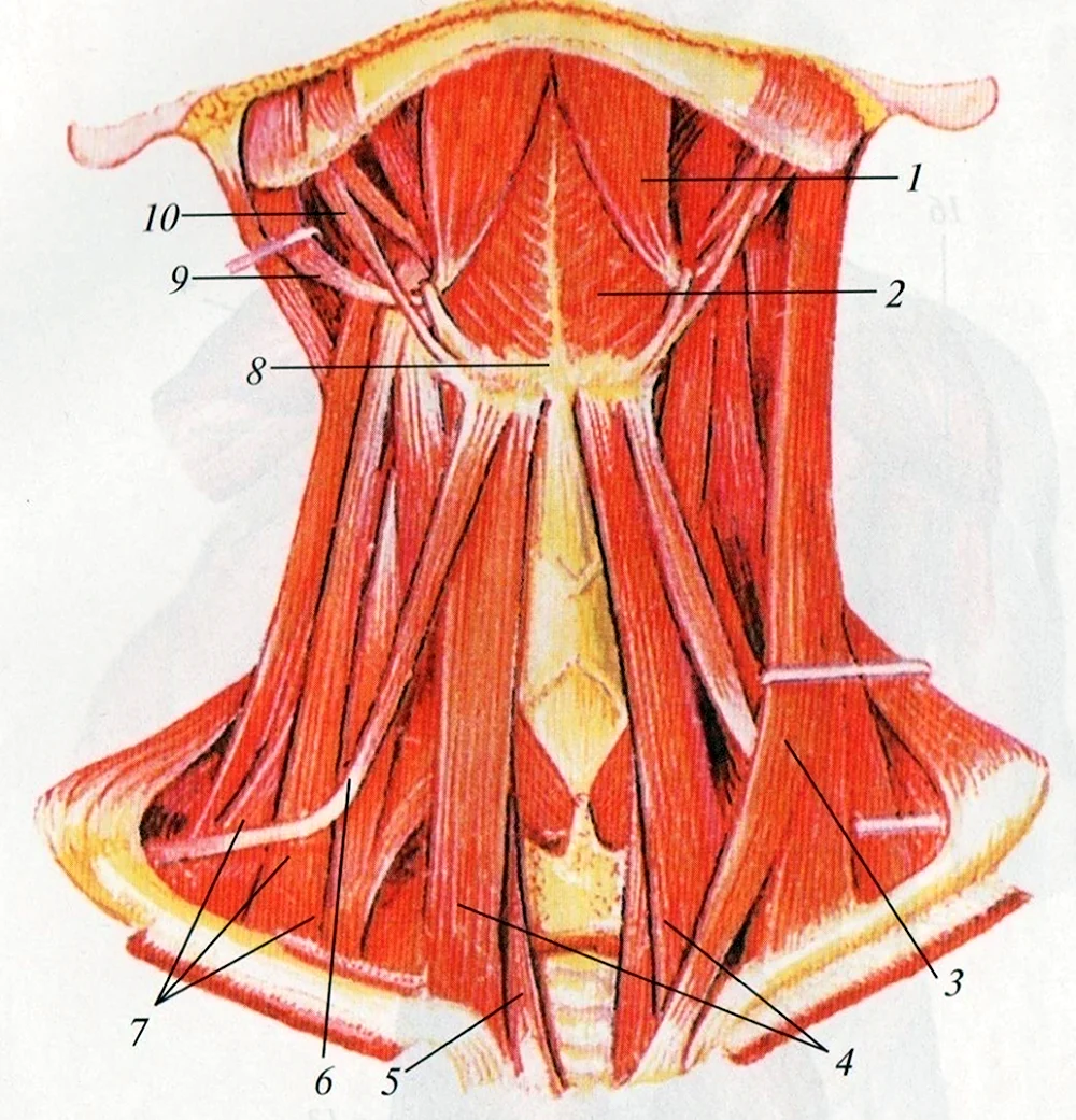 Мышцы шеи вид спереди