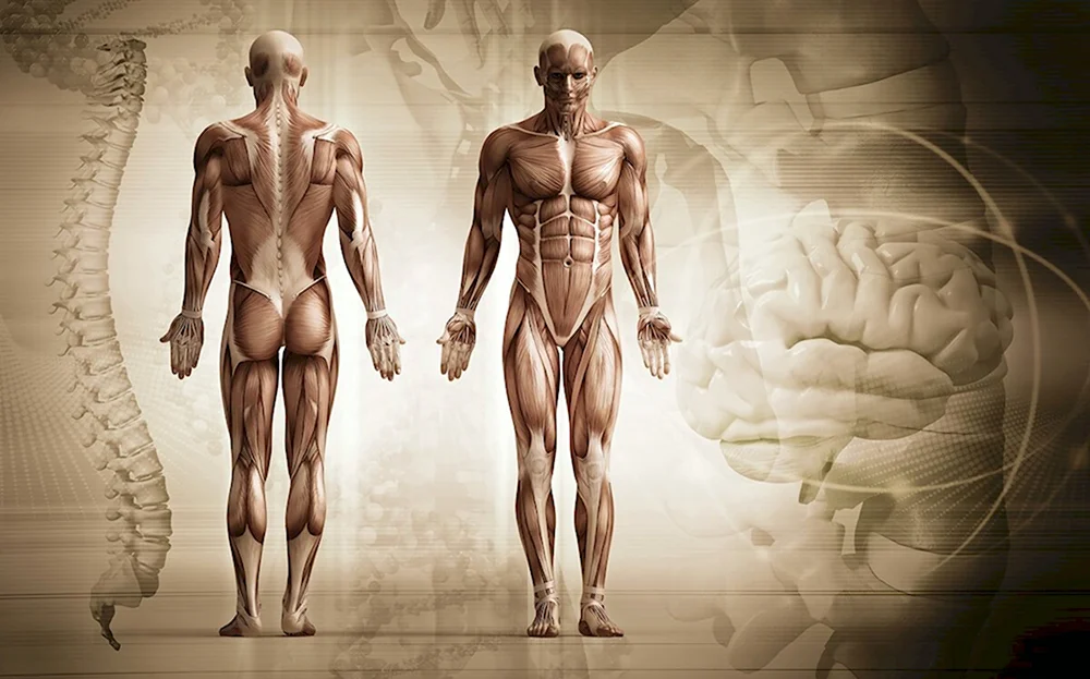 Мышцы туловища и конечностей человека