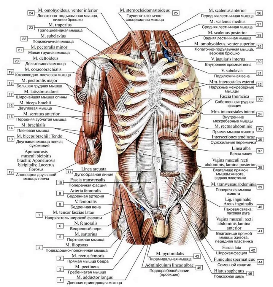 Мышцы живота Граф структура
