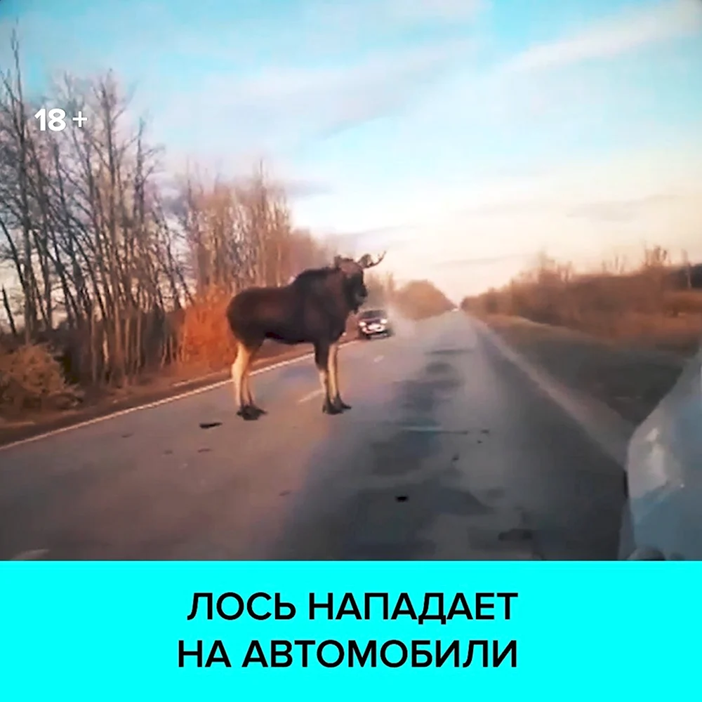 Нападение лося на машину