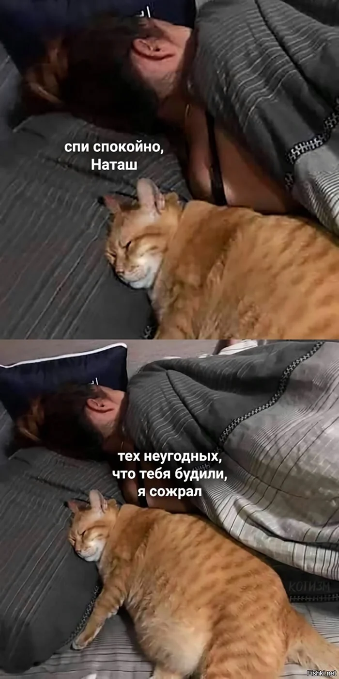Наташ ты спишь коты