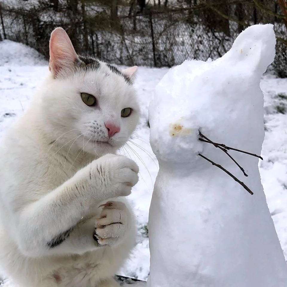 Наташа и котики