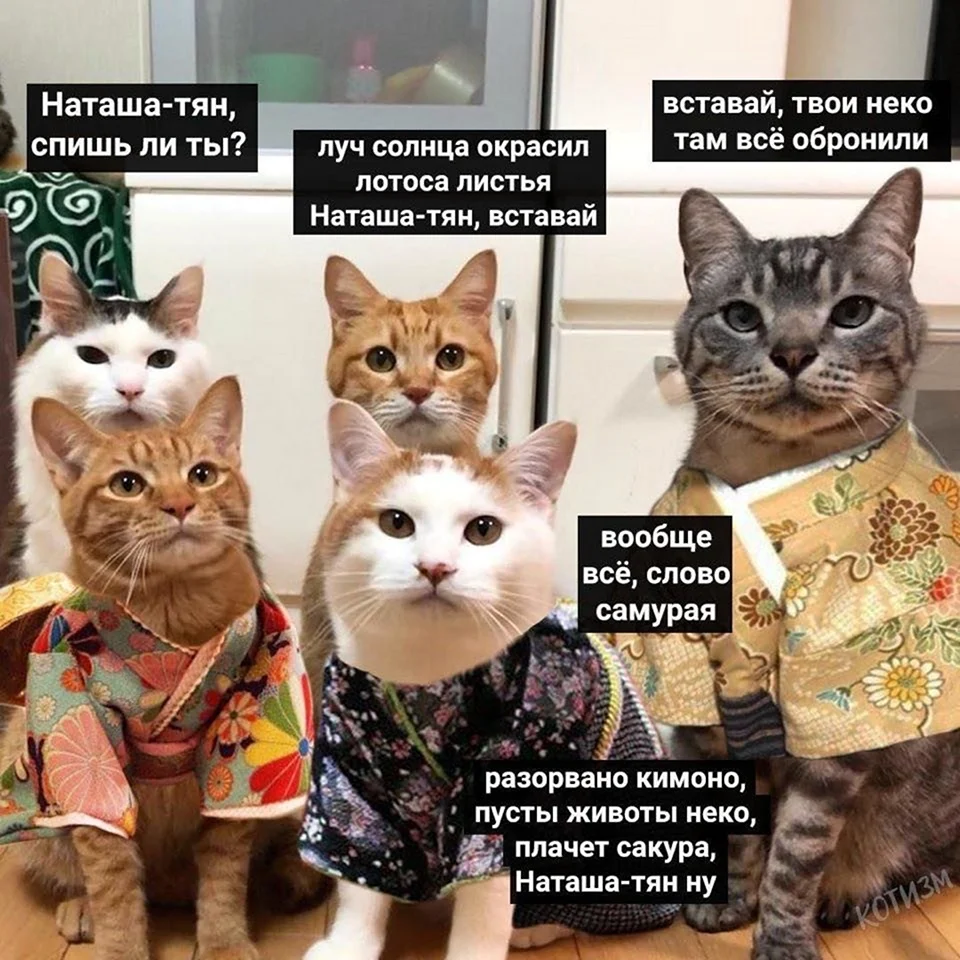 Наташа и котики