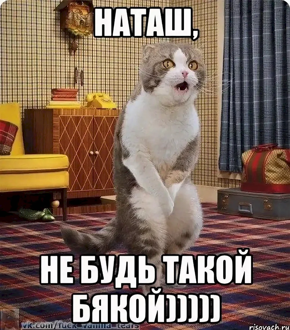 Наташа и коты