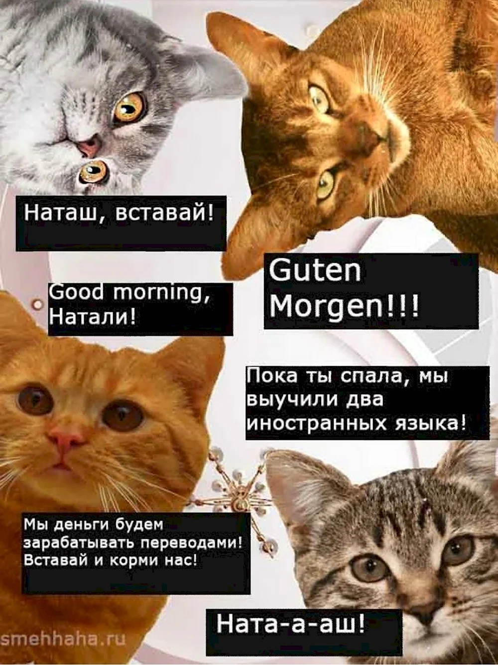 Наташа и коты мемы