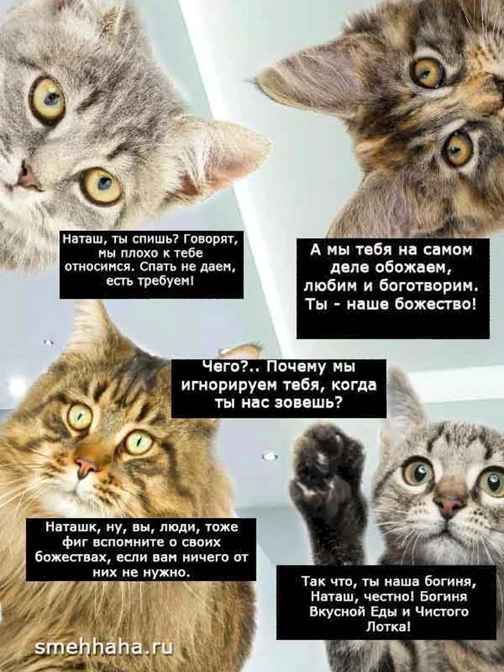 Наташа и коты мемы