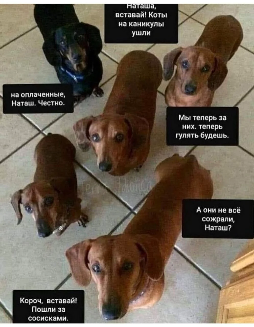 Наташа и собаки мемы