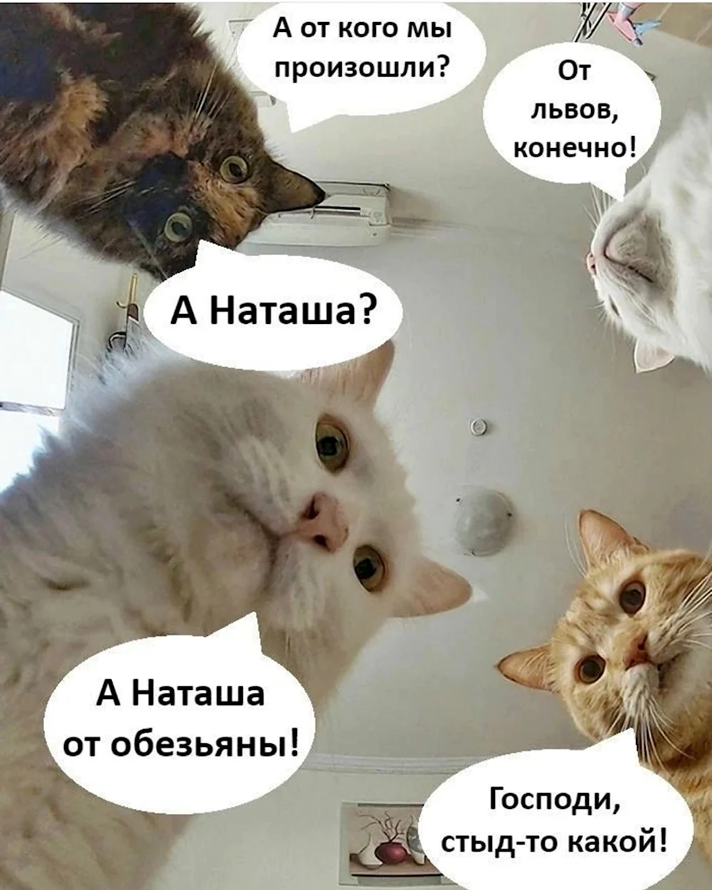 Наташины коты