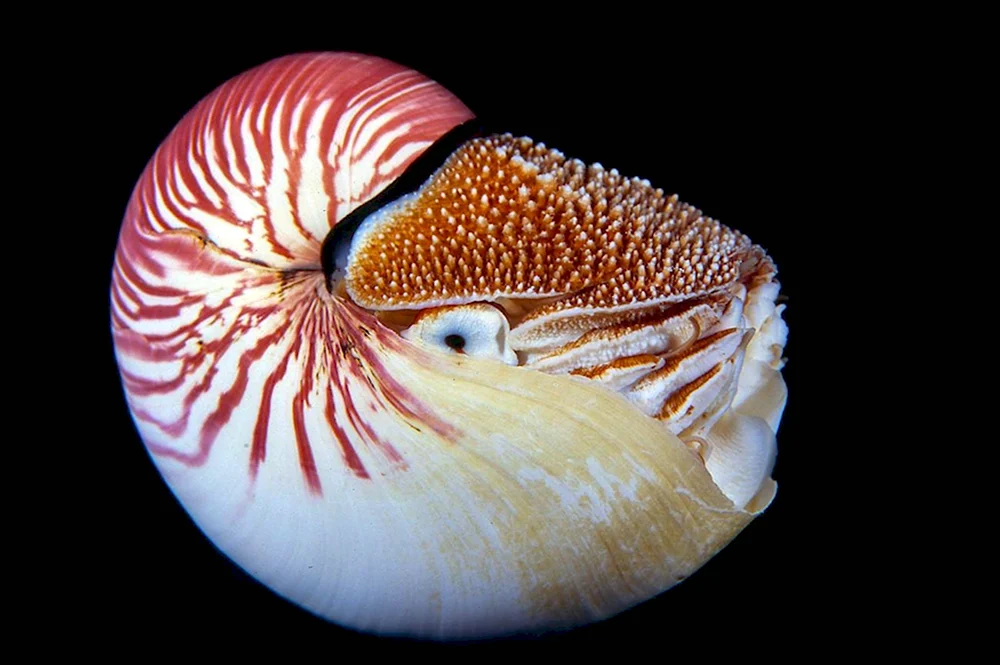 Наутилус моллюск