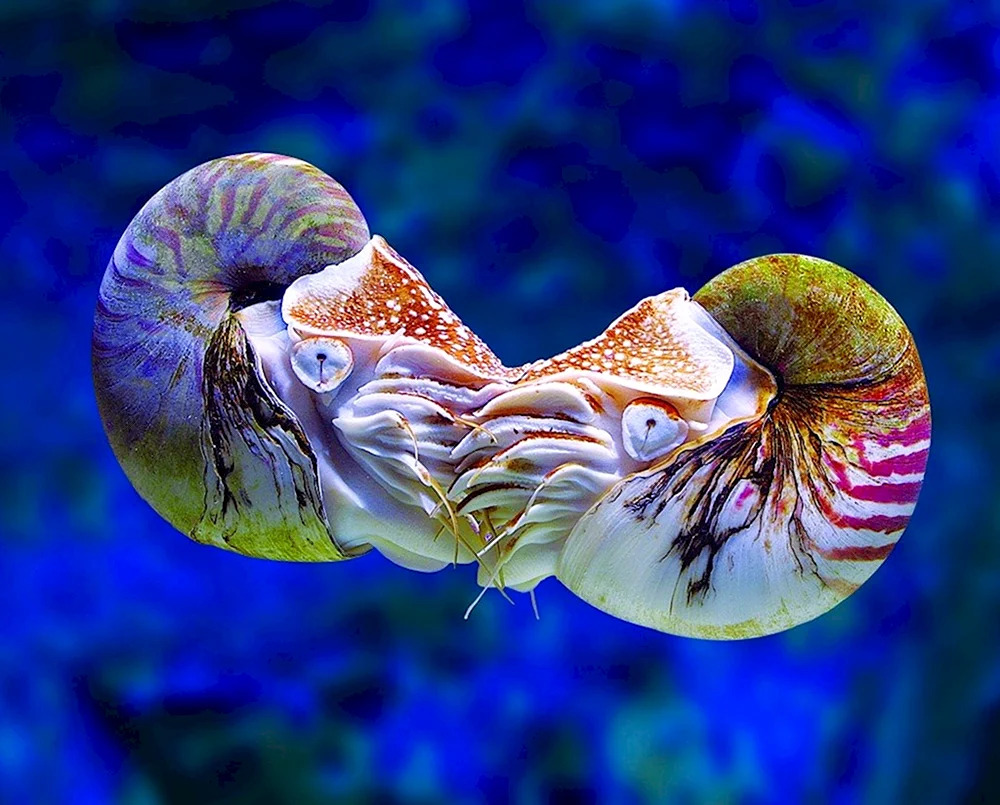 Наутилус морской моллюск