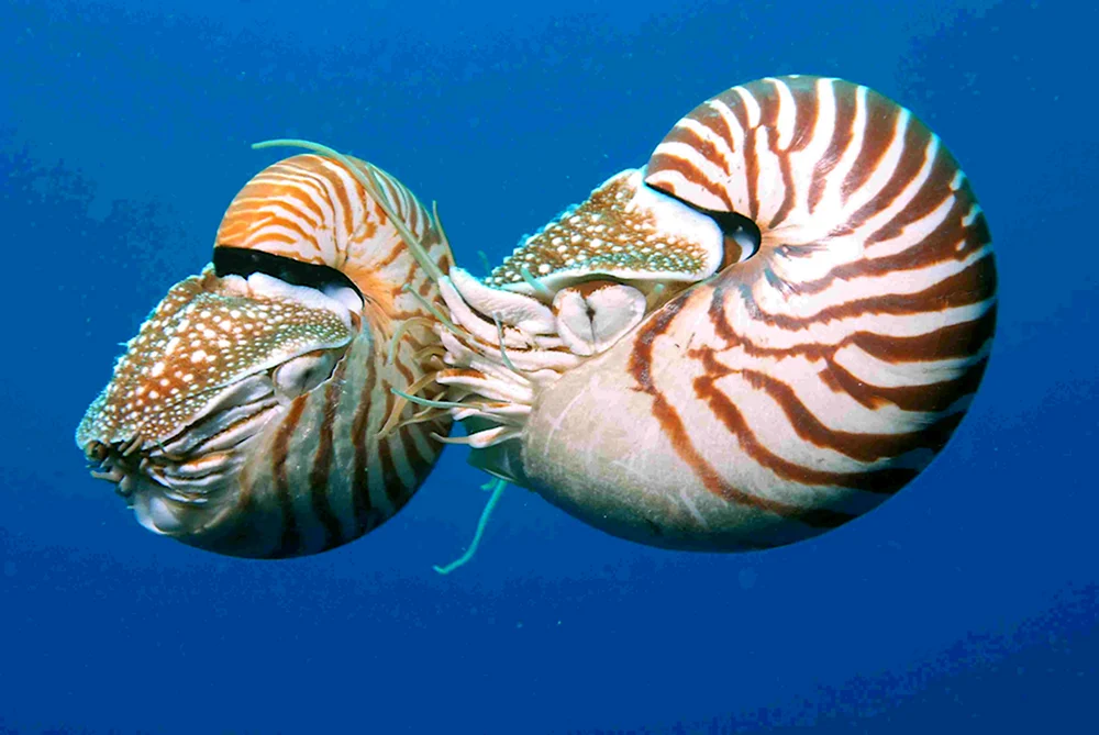 Наутилус Помпилиус моллюск