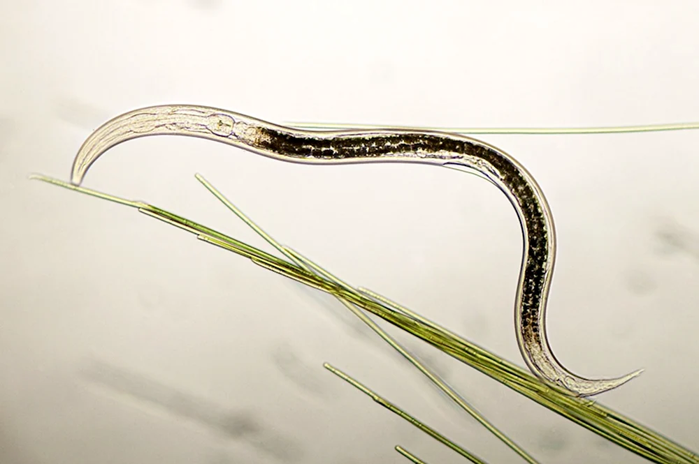 Нематода Caenorhabditis elegans